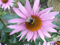 IMGP2970.webp