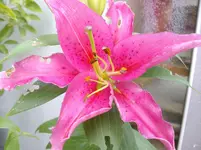 IMGP2960.webp