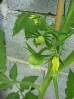 Mini_Ponderosa_250710.webp