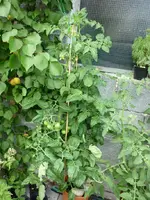 Goldene_Koenigin_250710.webp