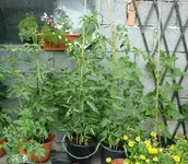 Fruehzauber_Fruehtomate_Harzfeuer_Galina.webp