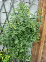 Vielleicht_Riesentraube.webp