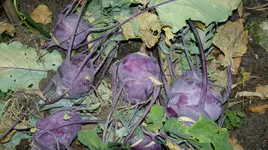 DSC03614.webp