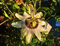 Passionsblüte.webp