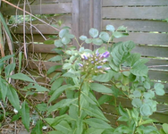 der Phlox.webp