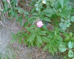 die erste Blüte der Phlox.JPG