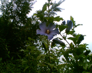 mein hibiscus.webp