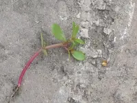 DSCF8128.webp