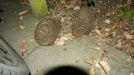 DSC03635.webp