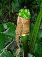 DSCN7349.webp