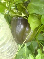 komische Paprika.webp