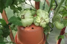 Garten 025.webp