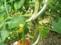 100_1412.webp