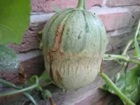 melone.webp