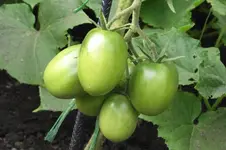 Baumtomate001.webp