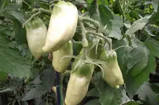 Garten 011.webp