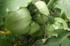 Garten 012.webp