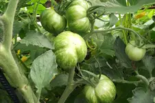 Garten 010.webp