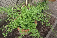 Garten 019.webp