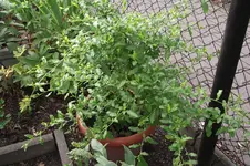 Garten 020.webp