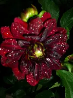 DSCI1113.webp