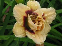 IMG_roswitha_1024x768.webp