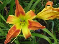 IMG_ginger twist3_1024x768.webp