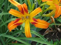 IMG_twiggy5_1024x768.webp