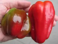 paprika.webp