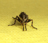 frontal.webp