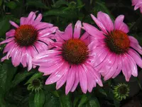 IMG_8872_1024x768.webp