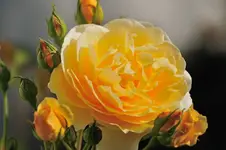 MK4_3394.webp