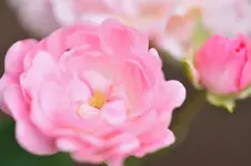 MK4_5365.webp