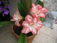 30060.webp