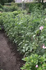 Garten 037.webp