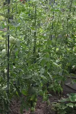 Garten 039.webp