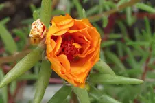 Garten 050.webp