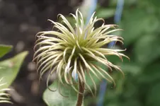 Garten 053.webp