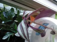Foto0010.webp
