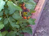 Img00076 (2).webp