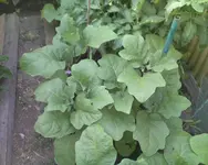 Foto_072610_014.webp