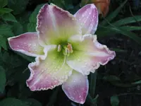 IMG_albert216.1_1024x768.webp