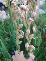 CIMG7853.webp