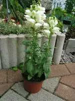 30375.webp