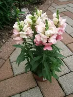 DSCF3822.webp