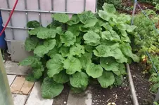Garten 028.webp