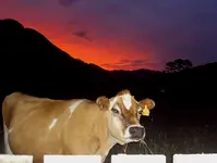 Musche- muuuh  1.webp