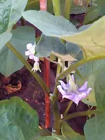 Img00078 (2).webp