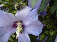 004.webp