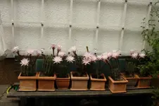 Kakteen (2).webp